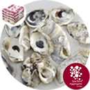 Sea Shells - Natural Oyster - 8946